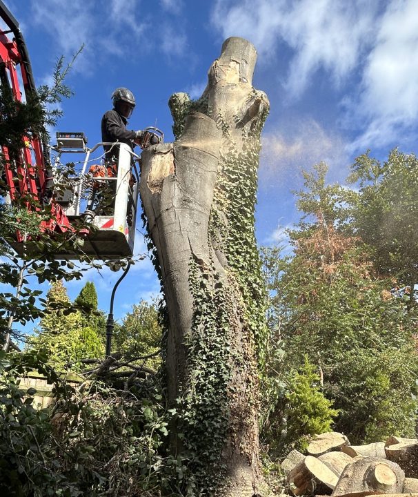 Tree Surgery Cheltenham